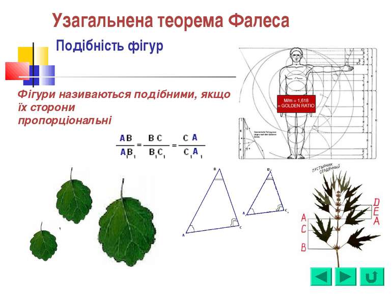 Узагальнена теорема Фалеса Подібність фігур Фігури називаються подібними, якщ...