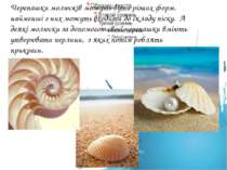 Черепашки молюсків можуть бути різних форм, найменші з них можуть входити до ...