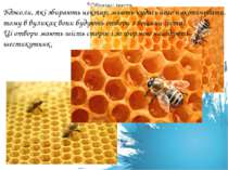 Бджоли, які збирають нектар, мають кудись його накопичувати, тому в вуликах в...