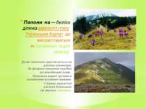 Полони на — безліса ділянка верхнього поясу Українських Карпат, що використов...