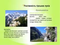 Рослинність гірських луків Едельвейси Наукове латинська назва Leontopodium по...