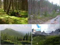 Північний лісовий пояс Росія Північна Америка: США Канада Західна Європа: Шве...