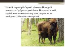 На всій території Євразії тільки в Білорусії мешкають Зубри — дикі бики. Біль...