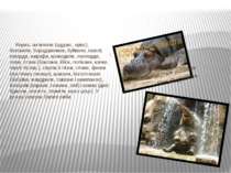 Фауна: антилопи (аддакс, орікс), бегемоти, бородавочник, буйволи, газелі, геп...