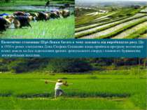Економічне становище Шрі-Ланки багато в чому залежить від виробництва рису. Щ...