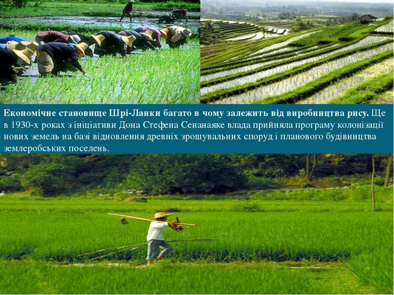 Економічне становище Шрі-Ланки багато в чому залежить від виробництва рису. Щ...
