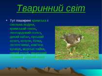 Тваринний світ Тут поширені кримська і скельна ящірки, кримський гекон, леопа...