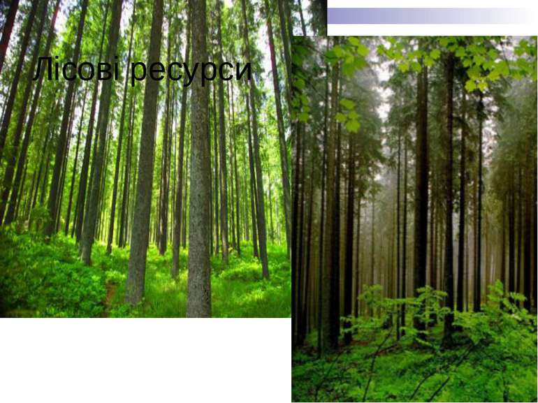 Лісові ресурси