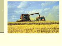 Збір урожаю пшениці в Тернопільській області