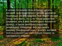 В цілому потенціал лісів Білорусії досить високий, щорічний приріст запасів д...