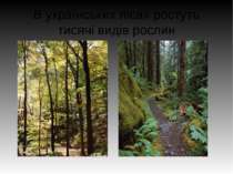 В українських лісах ростуть тисячі видів рослин