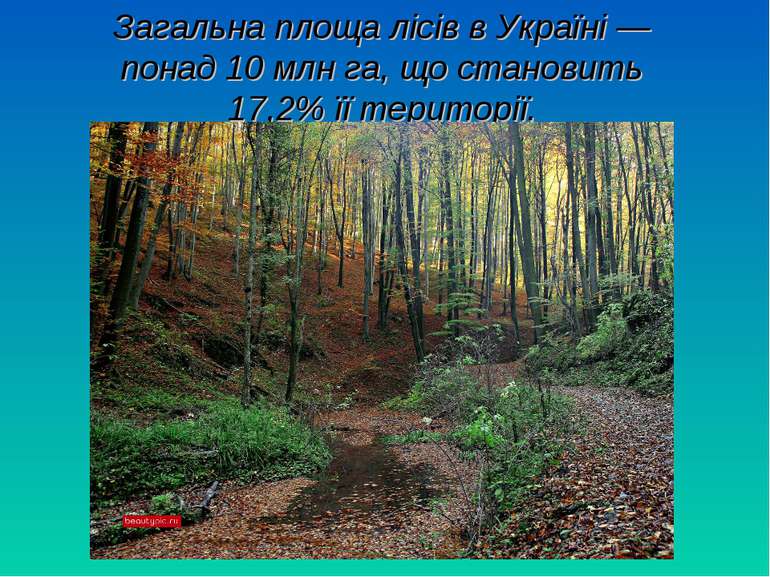 Загальна площа лісів в Україні — понад 10 млн га, що становить 17,2% її терит...
