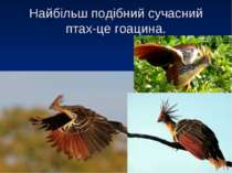 Найбільш подібний сучасний птах-це гоацина.