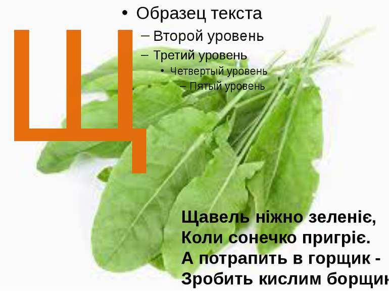 Щ Щавель ніжно зеленіє, Коли сонечко пригріє. А потрапить в горщик - Зробить ...