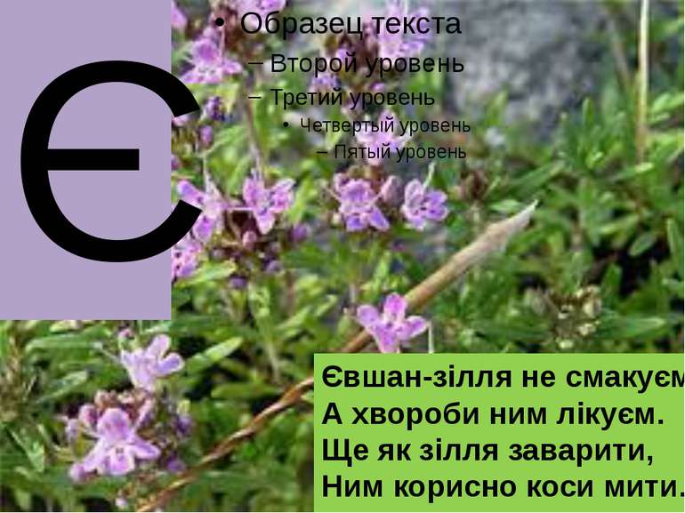 Є Євшан-зілля не смакуєм, А хвороби ним лікуєм. Ще як зілля заварити, Ним кор...