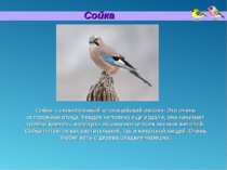 Сойка Сойка – своеобразный «полицейский лесов». Это очень осторожная птица. У...