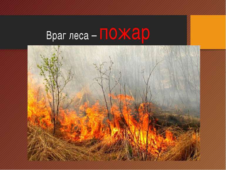 Враг леса – пожар