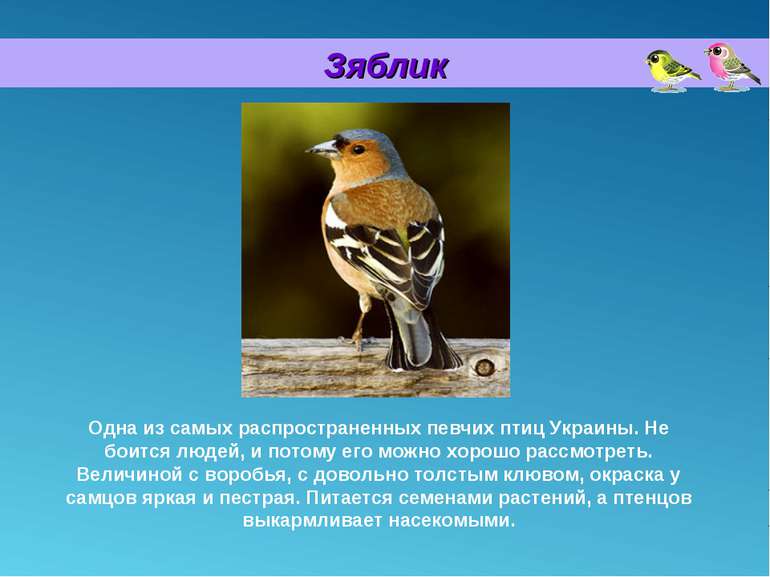 Зяблик Одна из самых распространенных певчих птиц Украины. Не боится людей, и...
