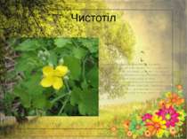 Чистотіл Чистотіл, багаторічна трав'яниста рослина. Поширена майже по всій Ук...