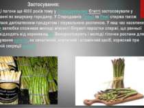 Застосування: Молоді пагони ще 4000 років тому у Стародавньому Єгипті застосо...