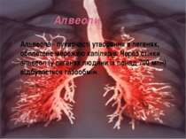 Алвеоли Альвеола - пухирчасті утворення в легенях, обплетене мережею капілярі...