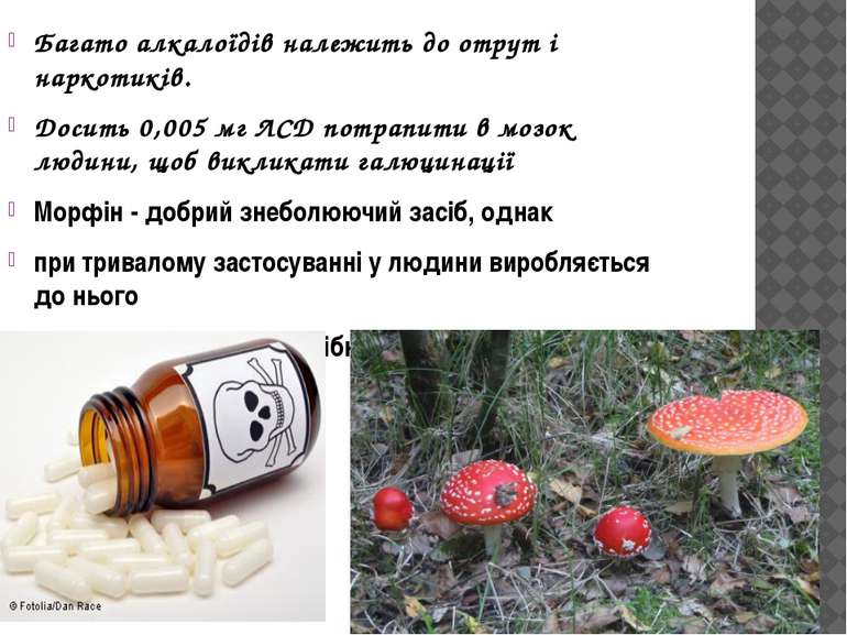 Багато алкалоїдів належить до отрут і наркотиків. Досить 0,005 мг ЛСД потрапи...