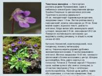 Товстя нка звича йна  — багаторічна рослина родини Пухирникових, один з небаг...