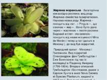 Жирянка моранська - багаторічна комахоїдна рослина; вид роду Жирянка сімейств...