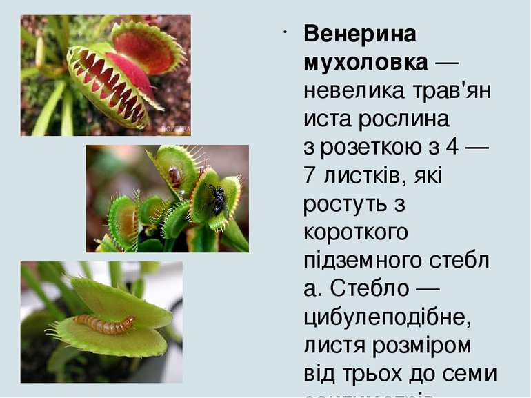 Венерина мухоловка — невелика трав'яниста рослина з розеткою з 4 — 7 листків,...