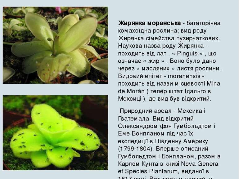Жирянка моранська - багаторічна комахоїдна рослина; вид роду Жирянка сімейств...