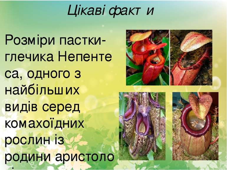Цікаві факти Розміри пастки-глечика Непентеса, одного з найбільших видів сере...
