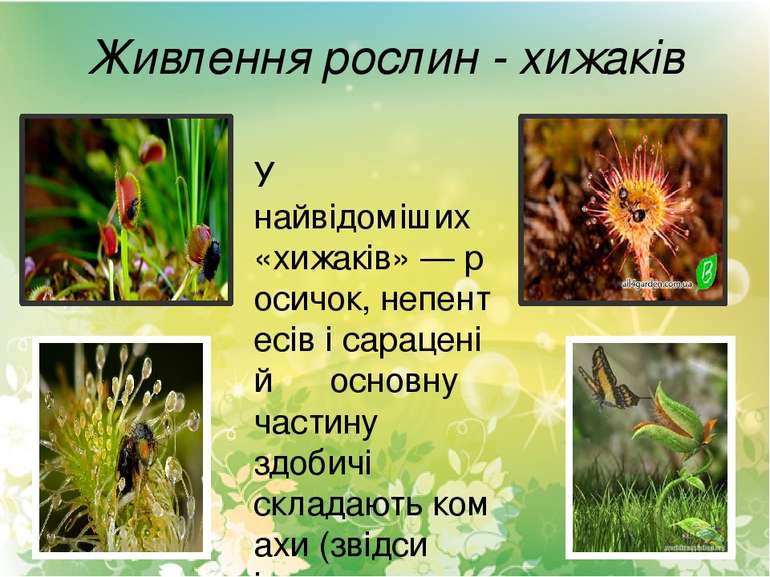 Живлення рослин - хижаків У найвідоміших «хижаків» — росичок, непентесів і са...
