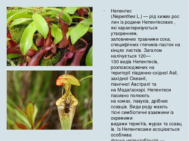 Непентес (Nepenthes L.) — рід хижих рослин із родини Непентесових , які харак...