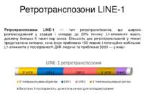 Ретротранспозони LINE-1 Ретротранспозони LINE-1 — тип ретротранспозонів, що ш...