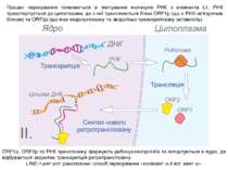 Процес пересування починається зі зчитування молекули РНК з елемента L1. РНК ...