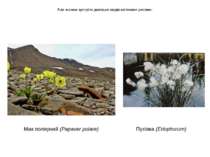 Але можна зустріти декілька видів квіткових рослин: Мак полярний (Papaver pol...