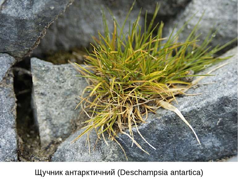 Щучник антарктичний (Deschampsia antartica)