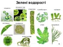 Зелені водорості