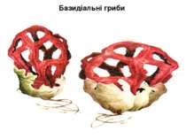 Базидіальні гриби