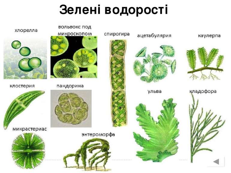 Зелені водорості