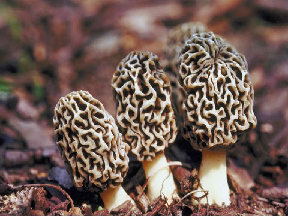Приличное название сморчка 7. Сморчки грибы. Сумчатые грибы сморчки. Сморчки грибы съедобные. Весенние грибы сморчки.