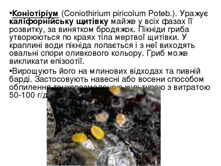 Коніотіріум (Coniothirium piricolum Poteb.). Уражує каліфорнійську щитівку ма...