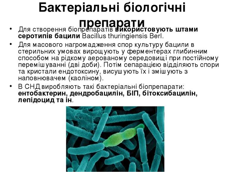 Бактеріальні біологічні препарати Для створення біопрепаратів використовують ...