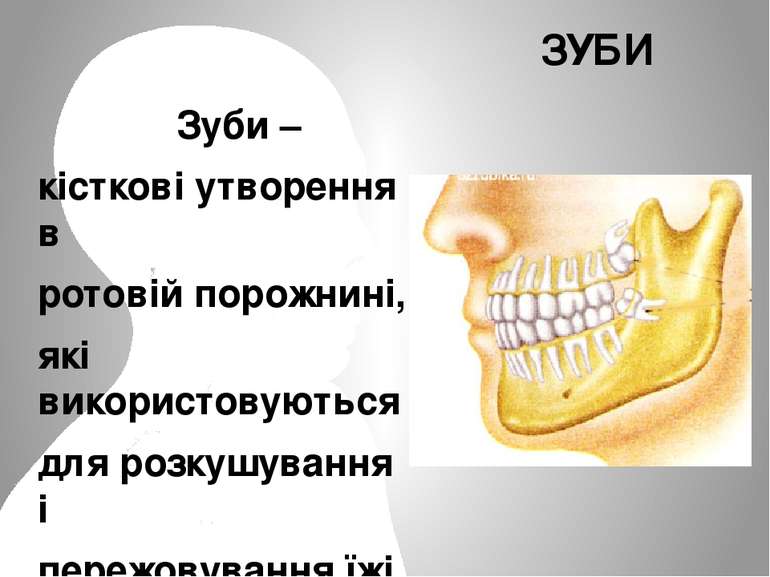 Зуби – кісткові утворення в ротовій порожнині, які використовуються для розку...