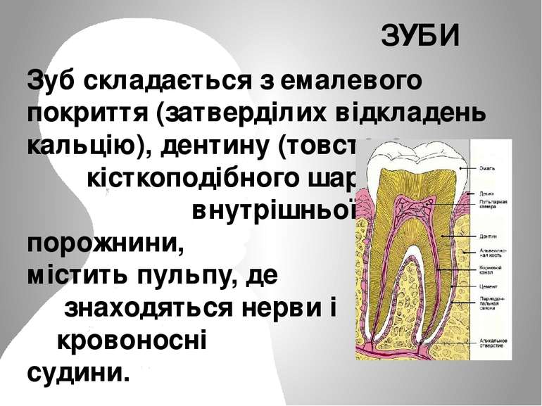 Зуб складається з емалевого покриття (затверділих відкладень кальцію), дентин...