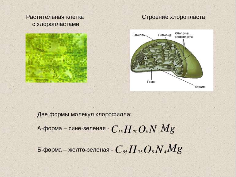 Строение хлоропласта Растительная клетка с хлоропластами Две формы молекул хл...