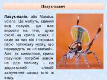 Павук-павич Павук-палін, або Maratus volans. Це мабуть, єдиний вид павуків, щ...