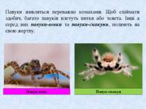 Павуки живляться переважно комахами. Щоб спіймати здобич, багато павуків плет...