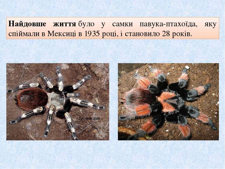 Найдовше життя було у самки павука-птахоїда, яку спіймали в Мексиці в 1935 ро...