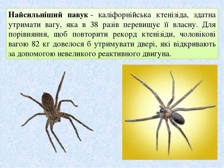 Найсильніший павук - каліфорнійська ктенізіда, здатна утримати вагу, яка в 38...